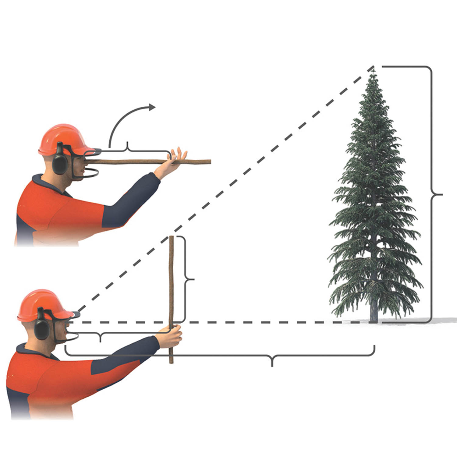 Image 2: Stick trick to estimate tree height. Hold a stick vertically at arm’s length so it’s as tall as your arm is long. Walk forward or backward until the top of the stick lines up with the top of the tree and the bottom with the tree’s base. The distance between you and the tree is roughly its height.