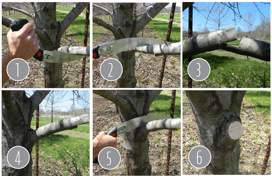 tree pruning cuts