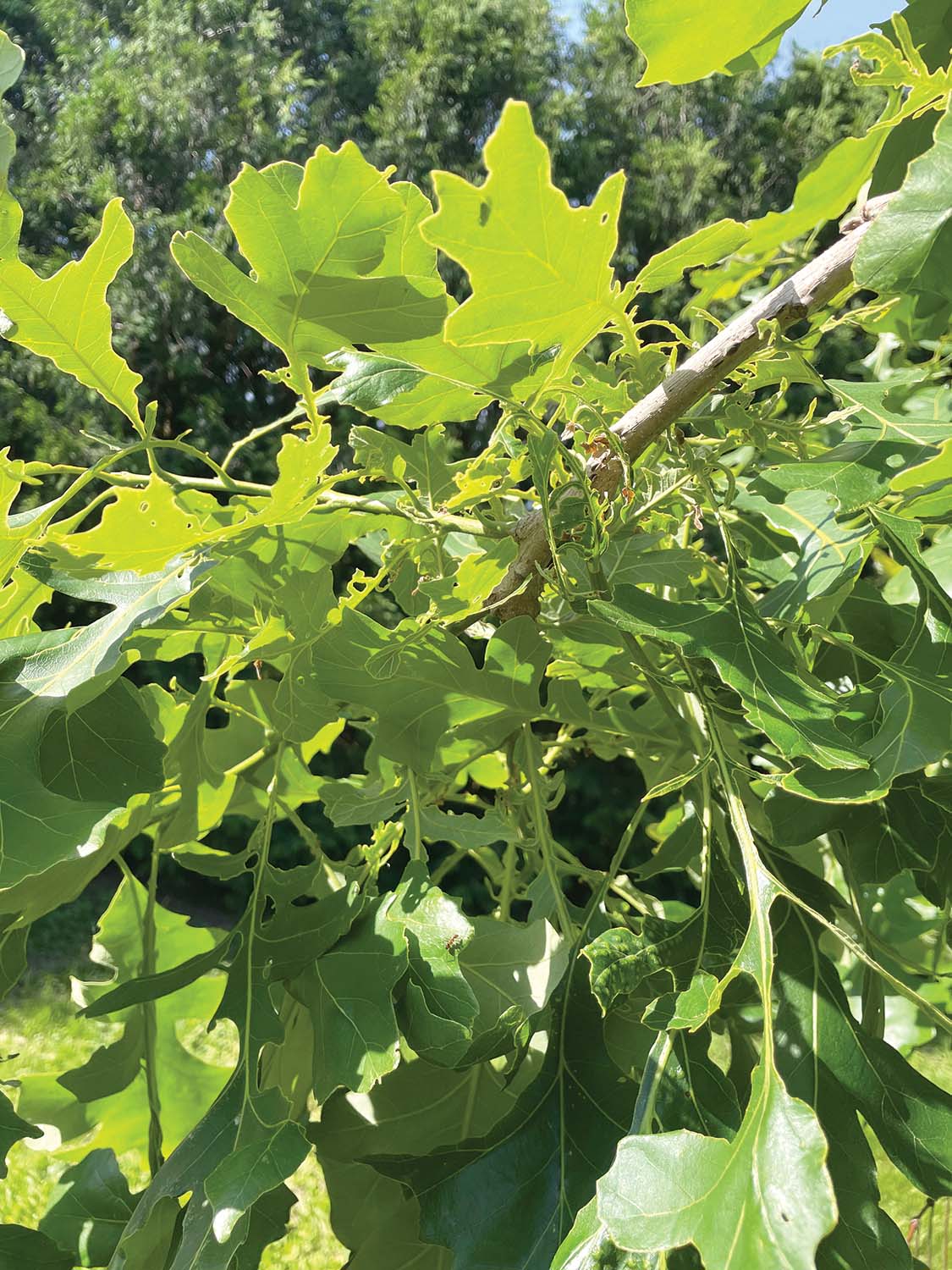 Oak trees and Herbicides