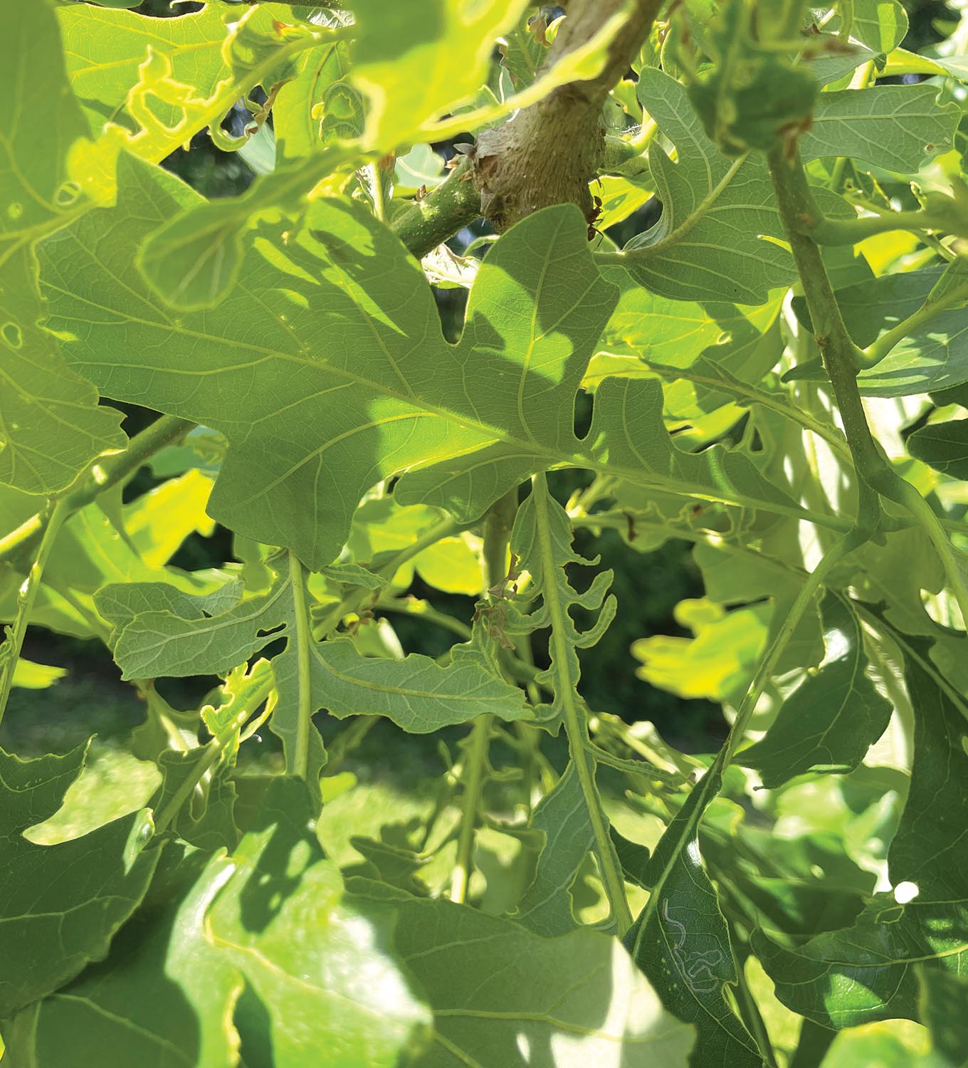 Oak trees and Herbicides