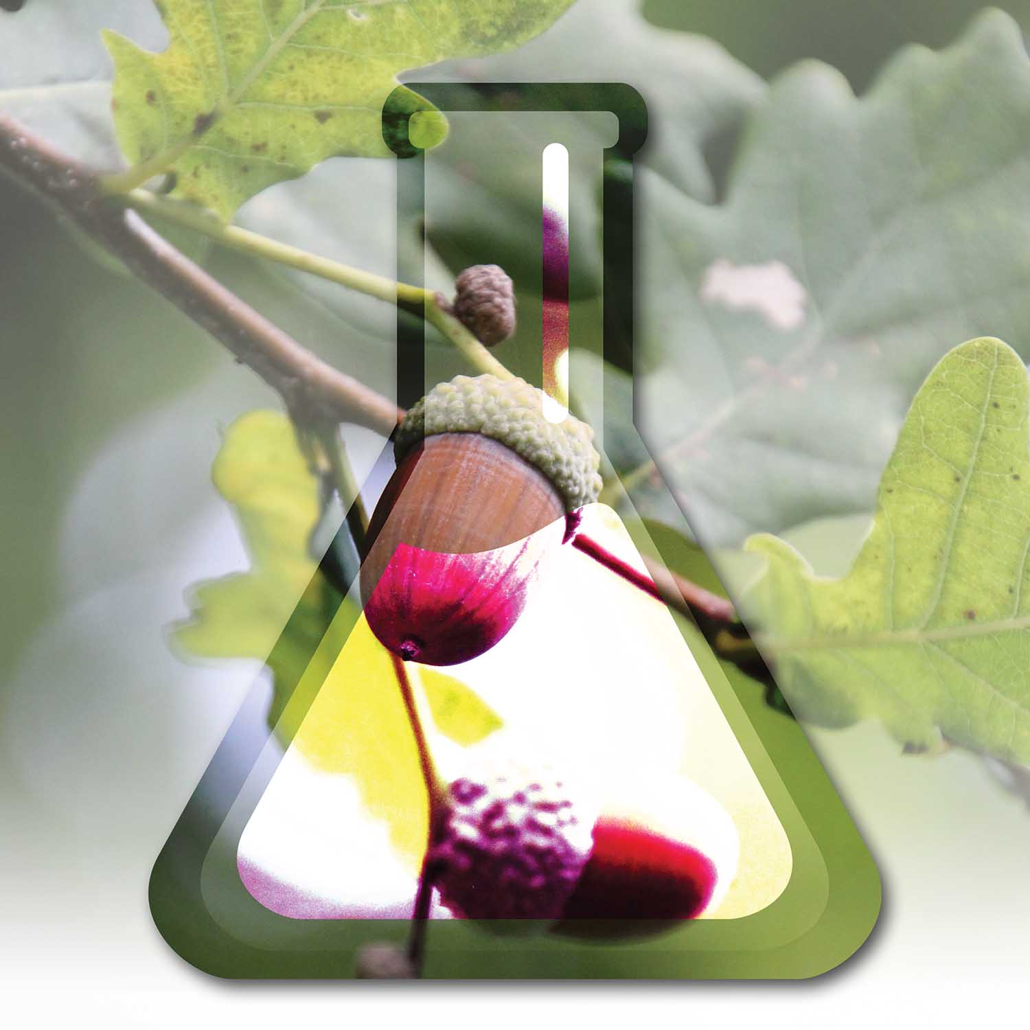 Oak trees and Herbicides