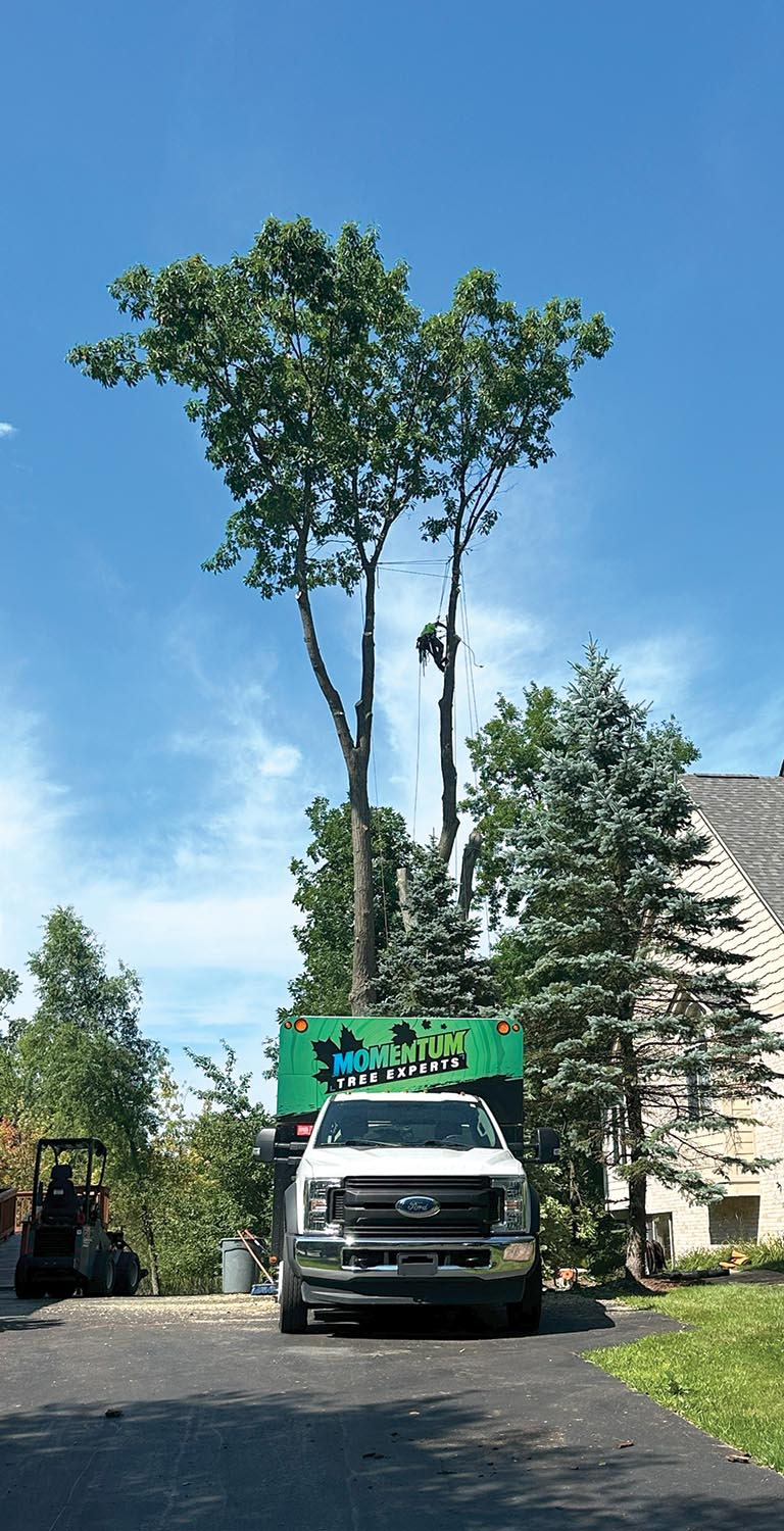 SRS techniques Momentum tree experts