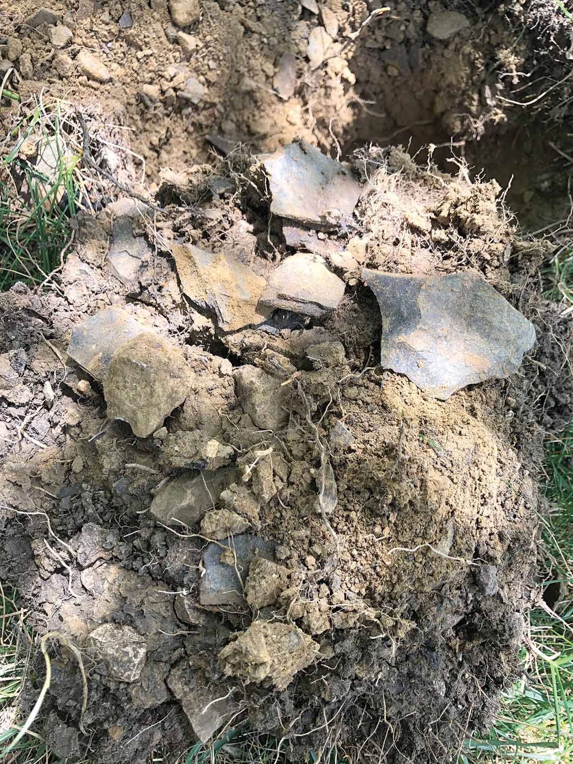 Soil Testing for Tree Health