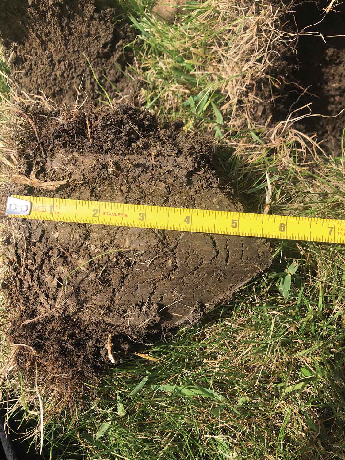 Soil Testing for Tree Health