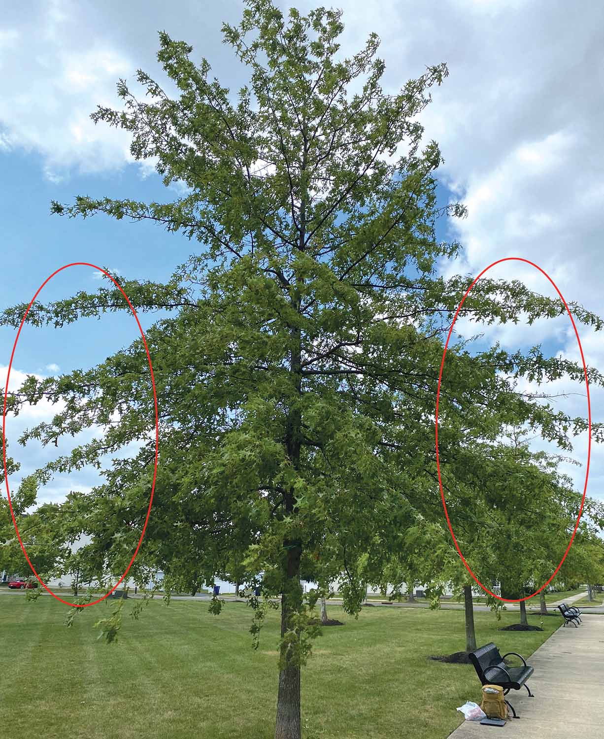 Soil Testing for Tree Health
