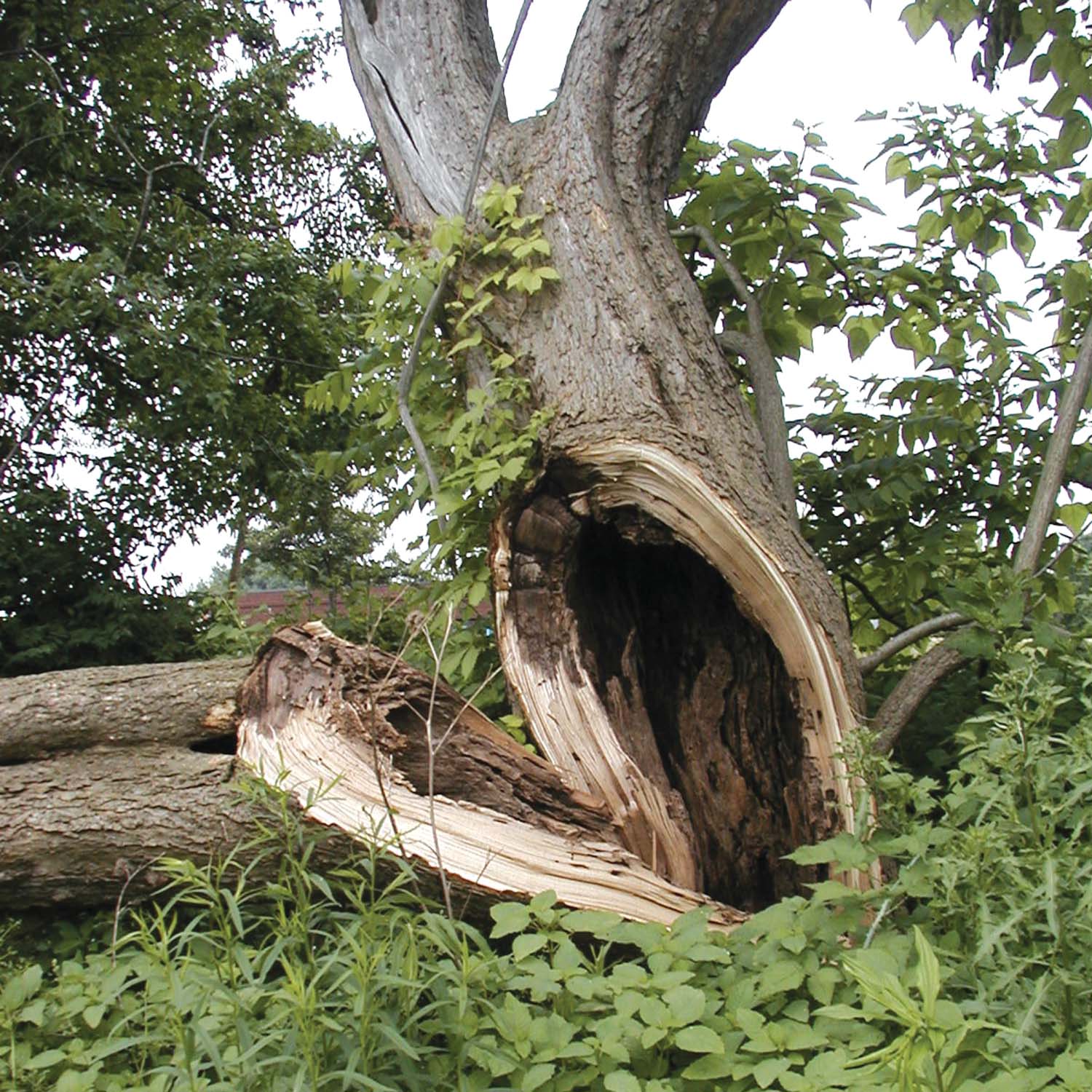 Structural Defects in Trees