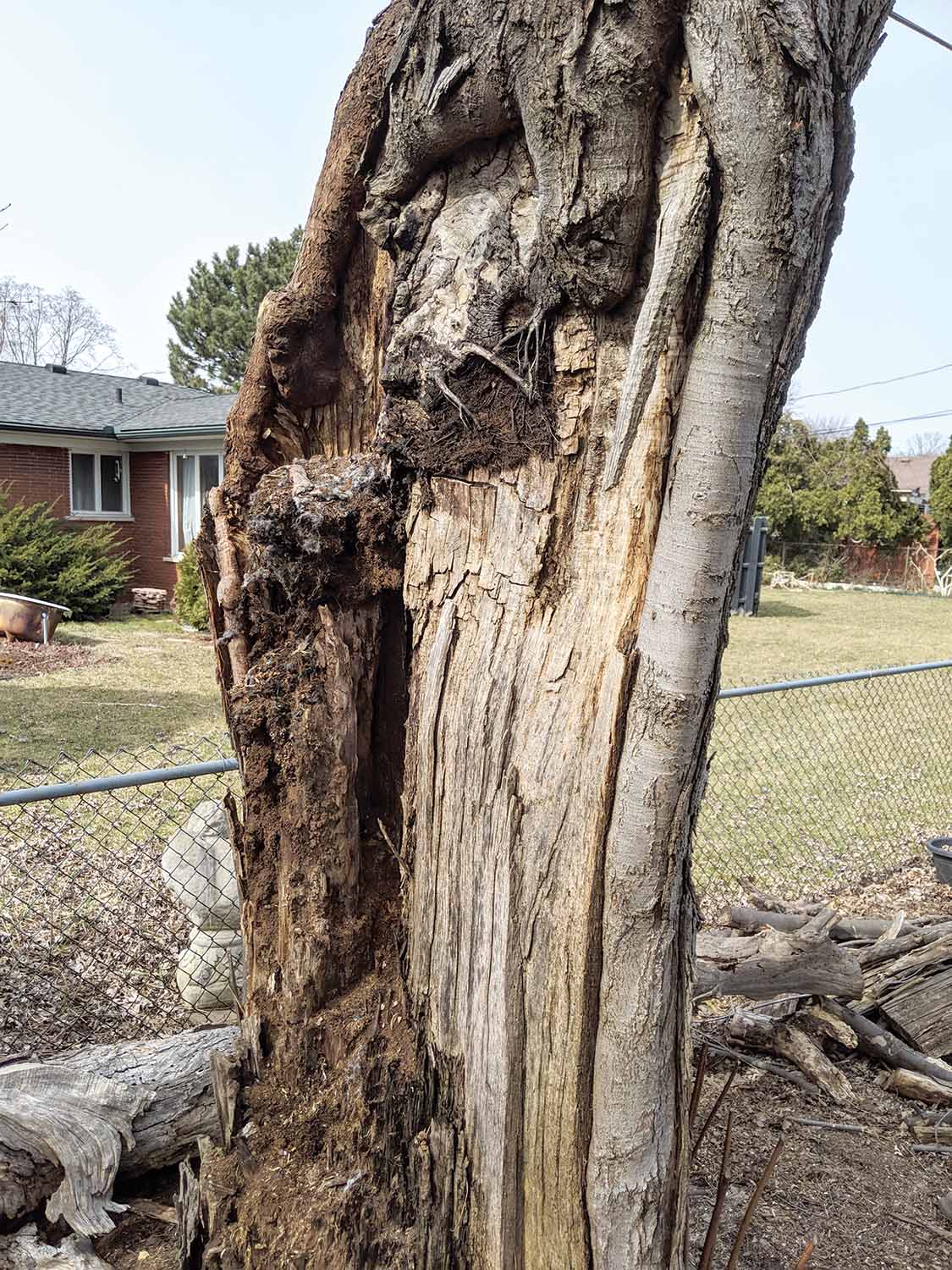 Tree Stress Tree Risk Tree Hollowing