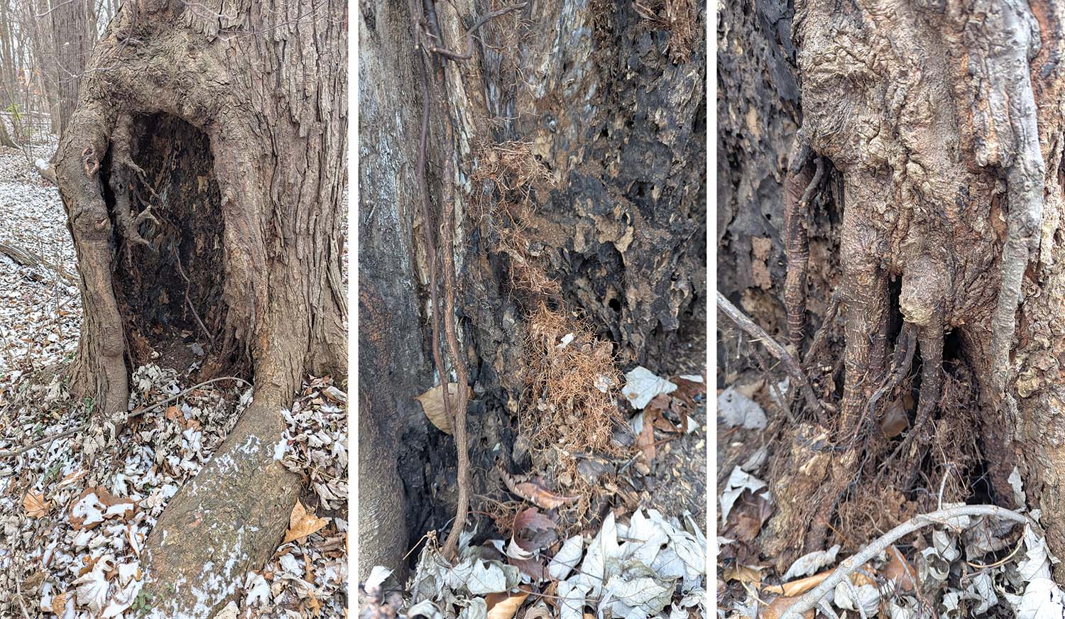 Tree Stress Tree Risk Tree Hollowing
