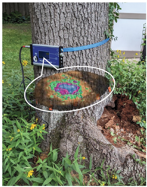 Tree Stress Tree Risk Tree Hollowing