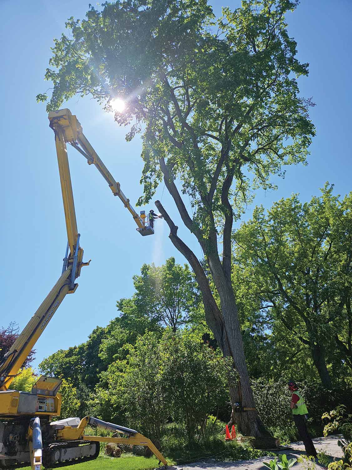 Encouraging tree Climbers
