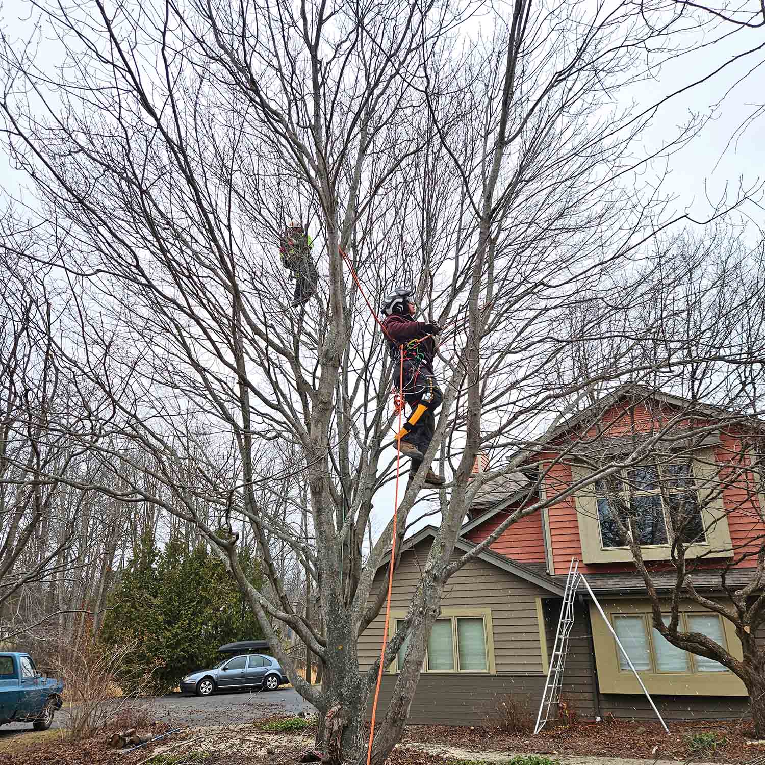 Encouraging tree Climbers