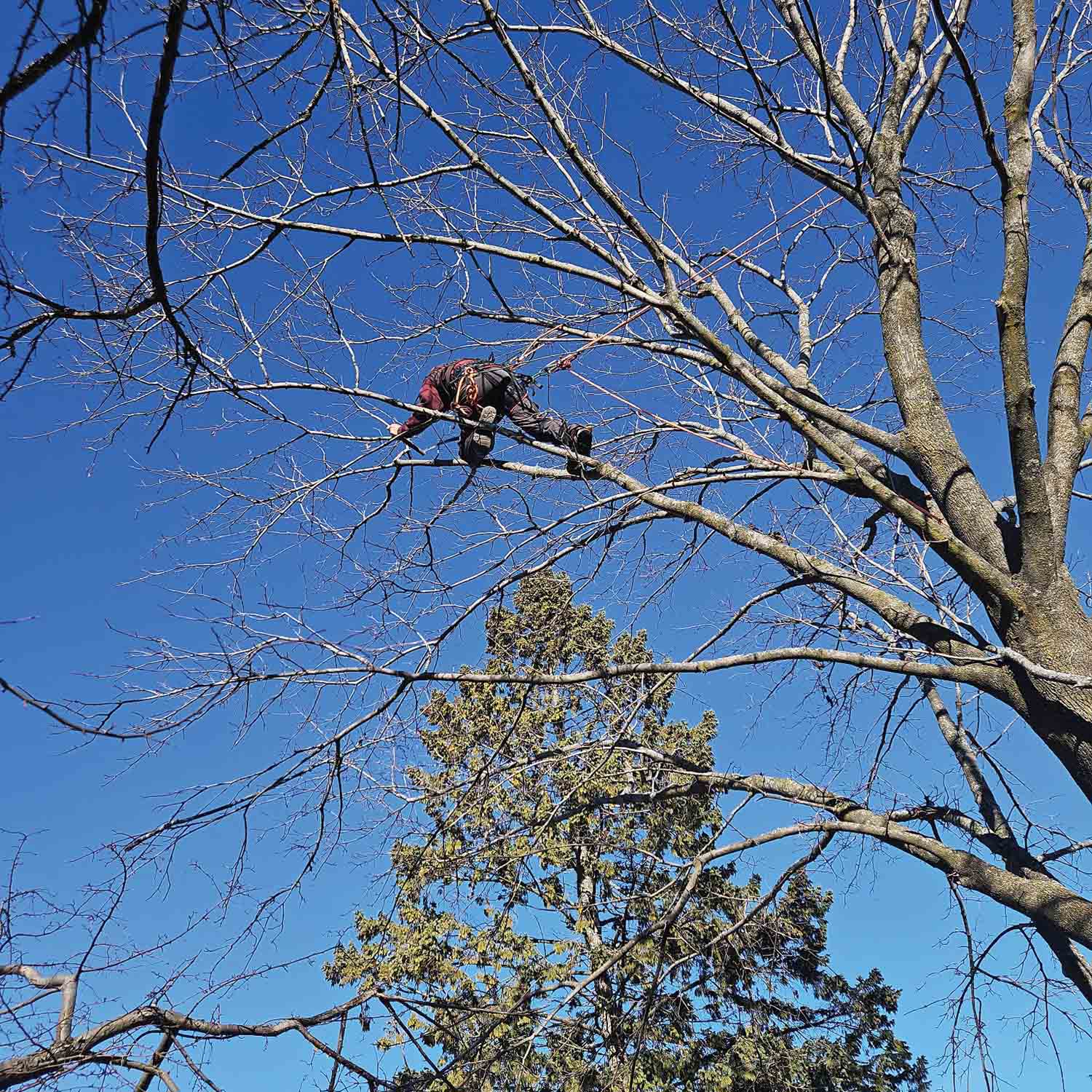 Encouraging tree Climbers