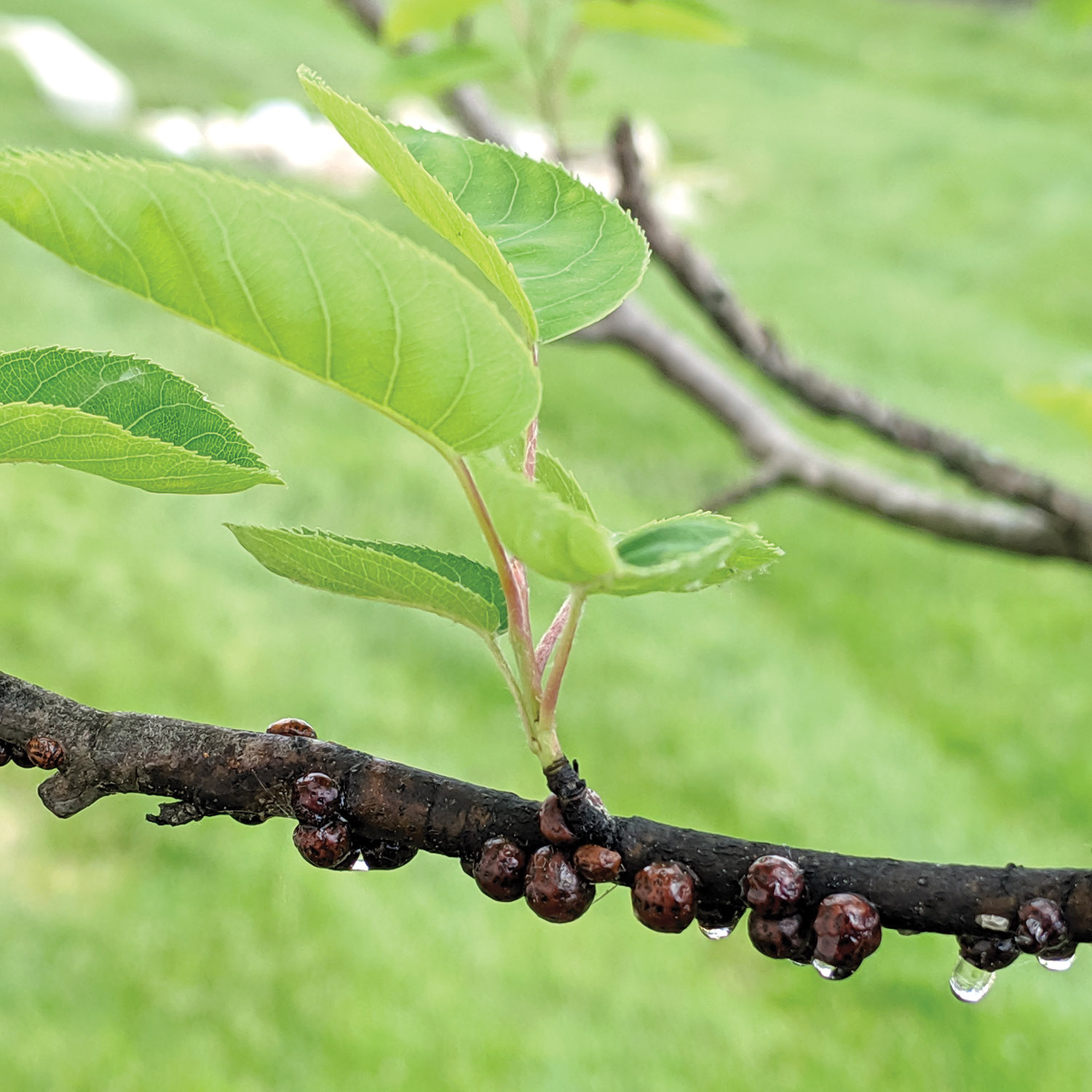 Plant Health Care Program