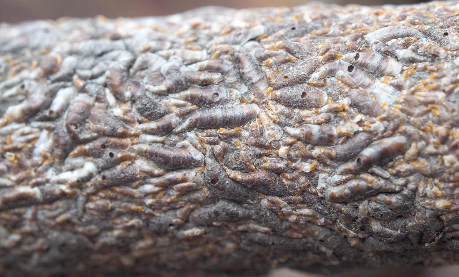 Plant Health Care Program