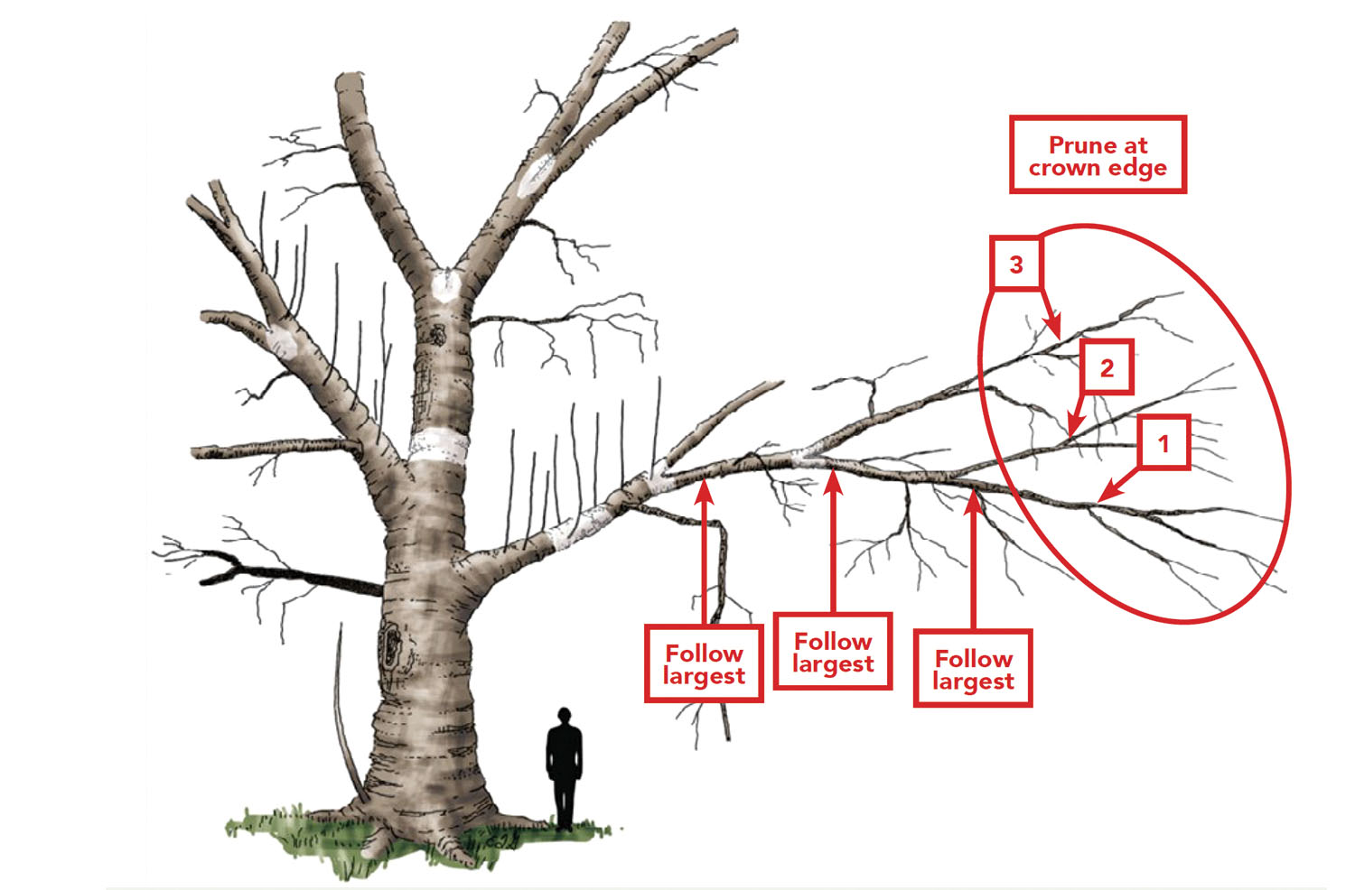 Tree Pruning Solutions4