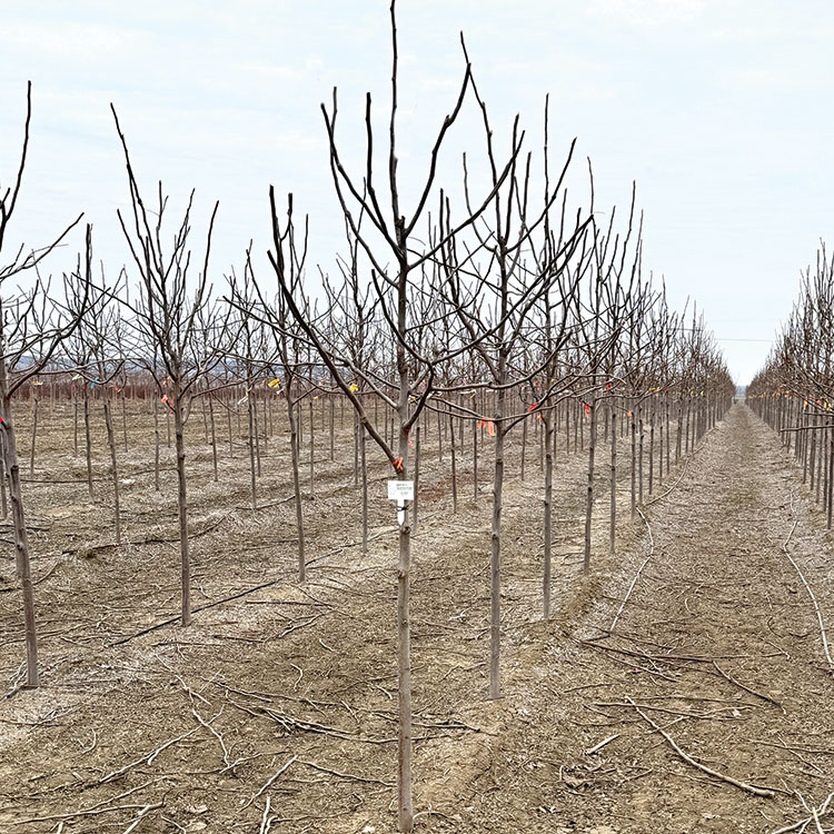 Tree Pruning Solutions