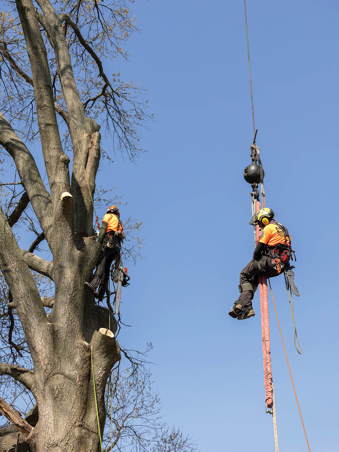 Eager Beaver Tree Service