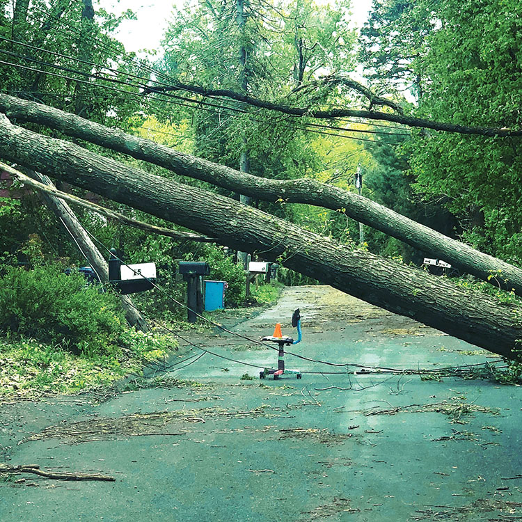 Removing storm-damaged trees