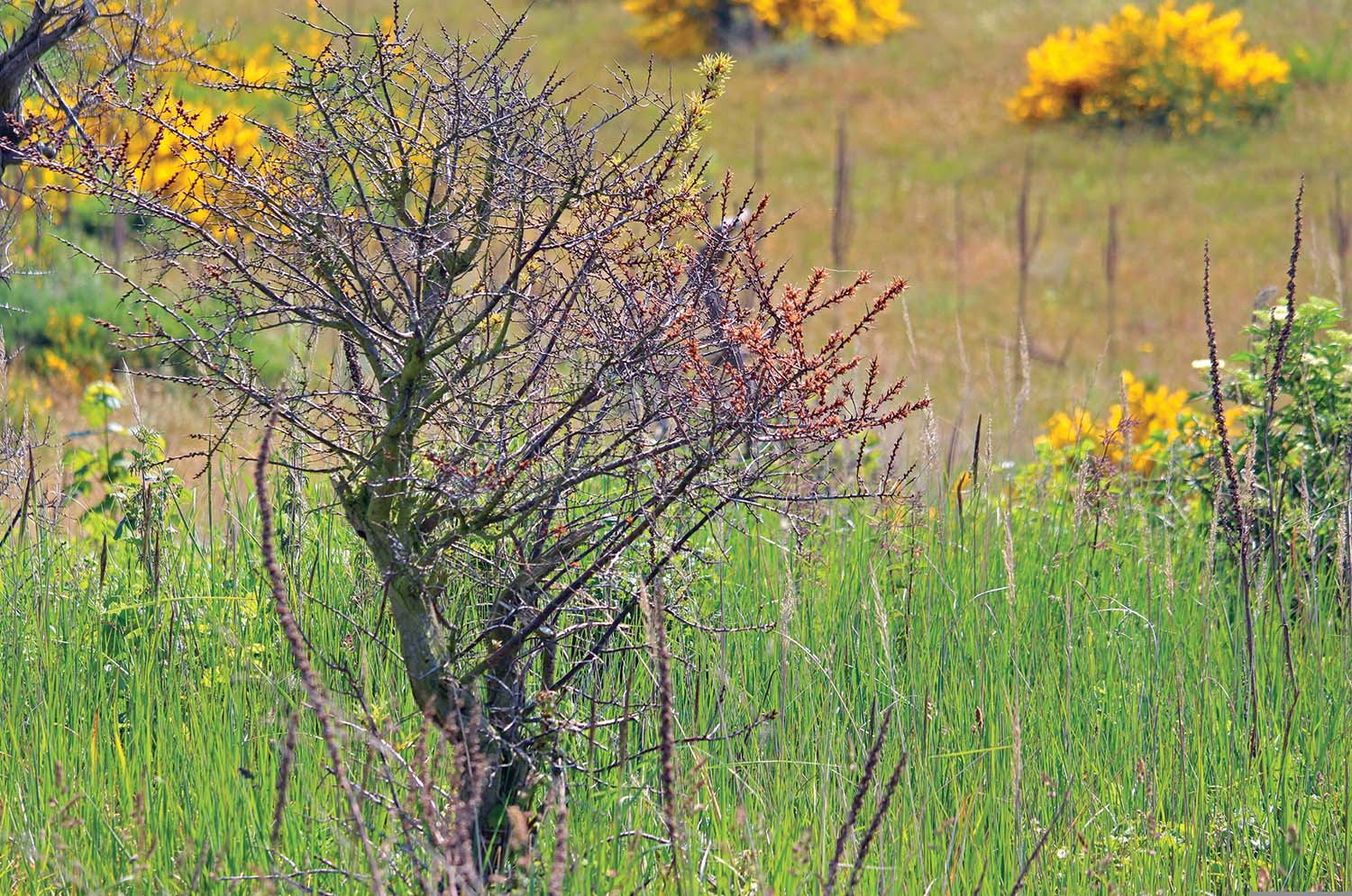 Buckthorn