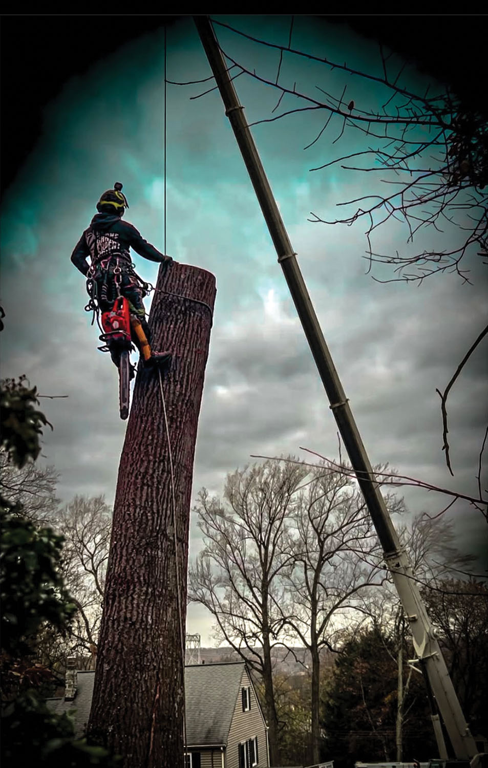 Crane-ASSISTED Tree Removal