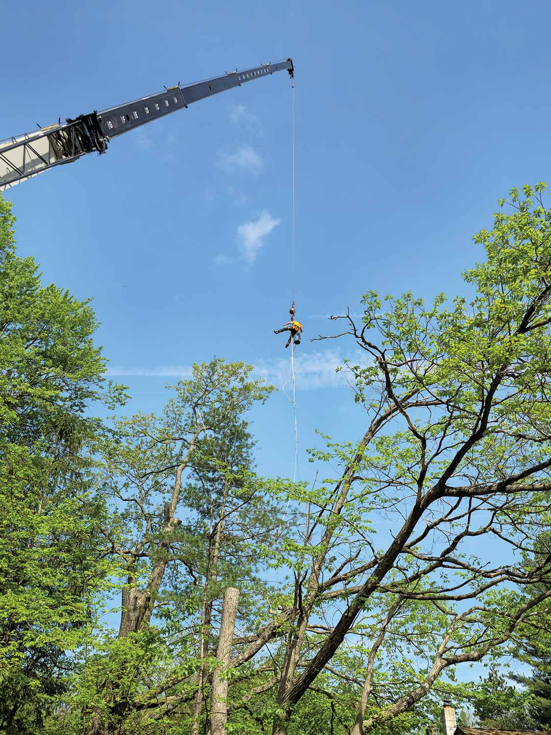 Crane-ASSISTED Tree Removal