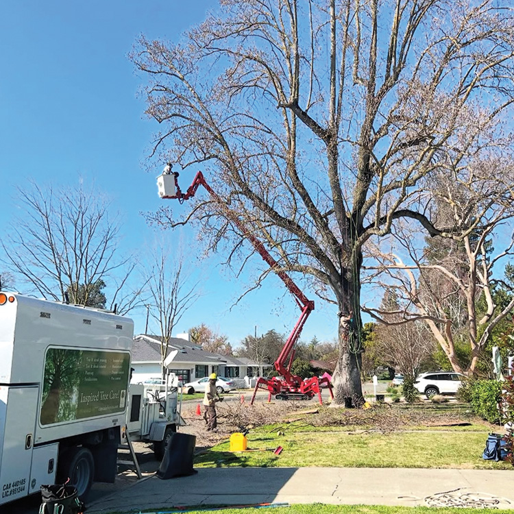 Safety Training in tree care