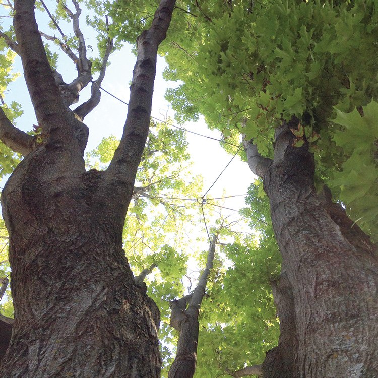 Subcontracted Tree Care
