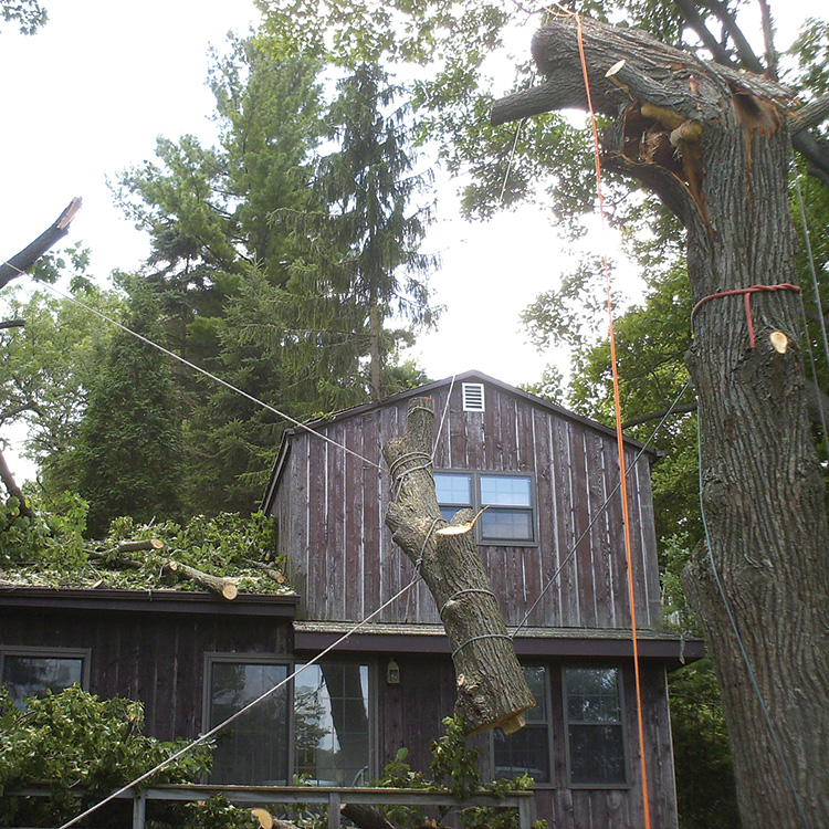 Subcontracted Tree Care