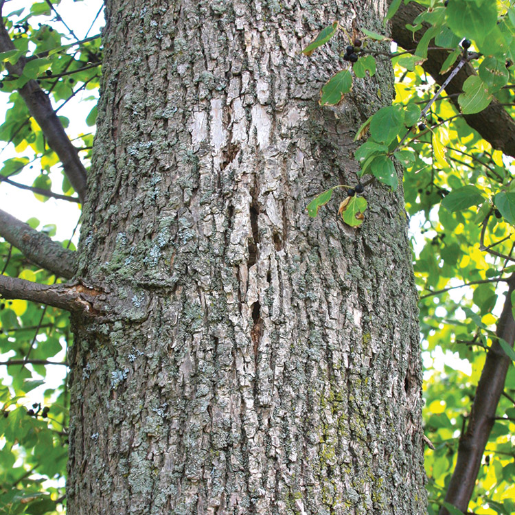 emerald ash tree