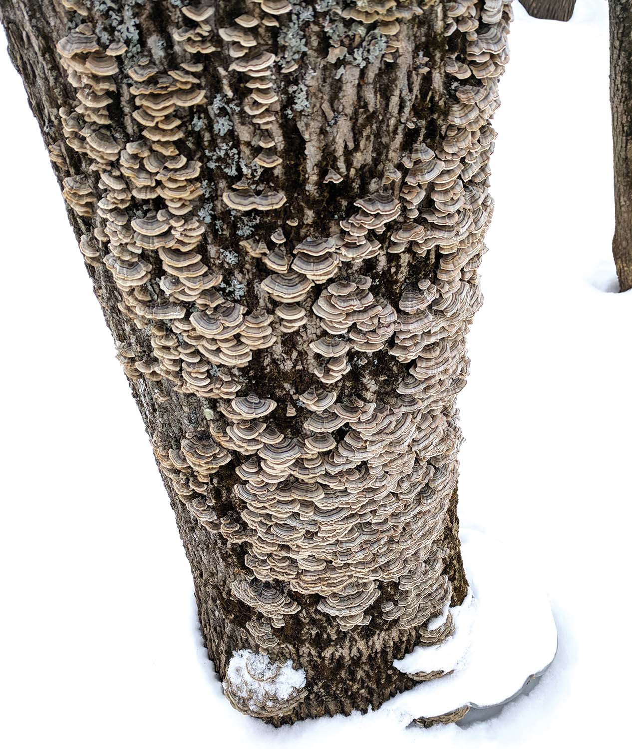 emerald ash tree