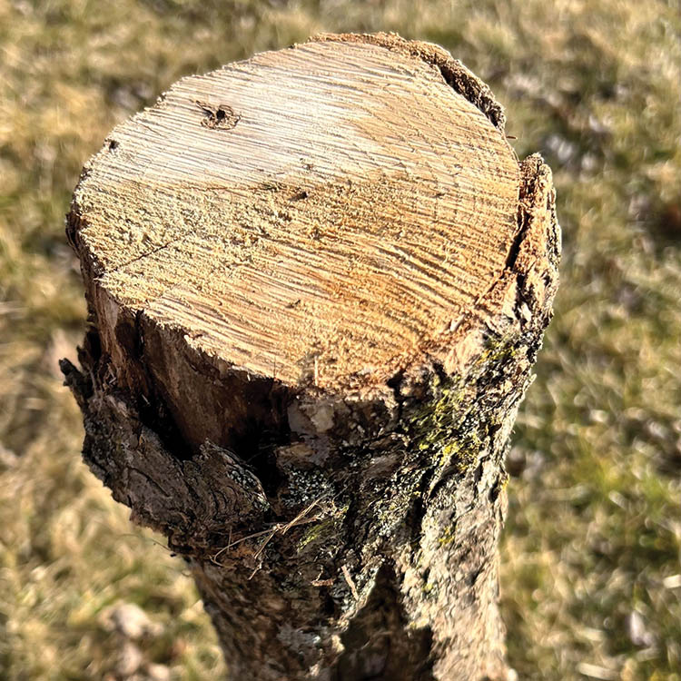 emerald ash tree