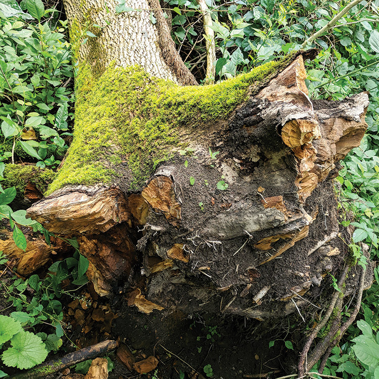 emerald ash tree