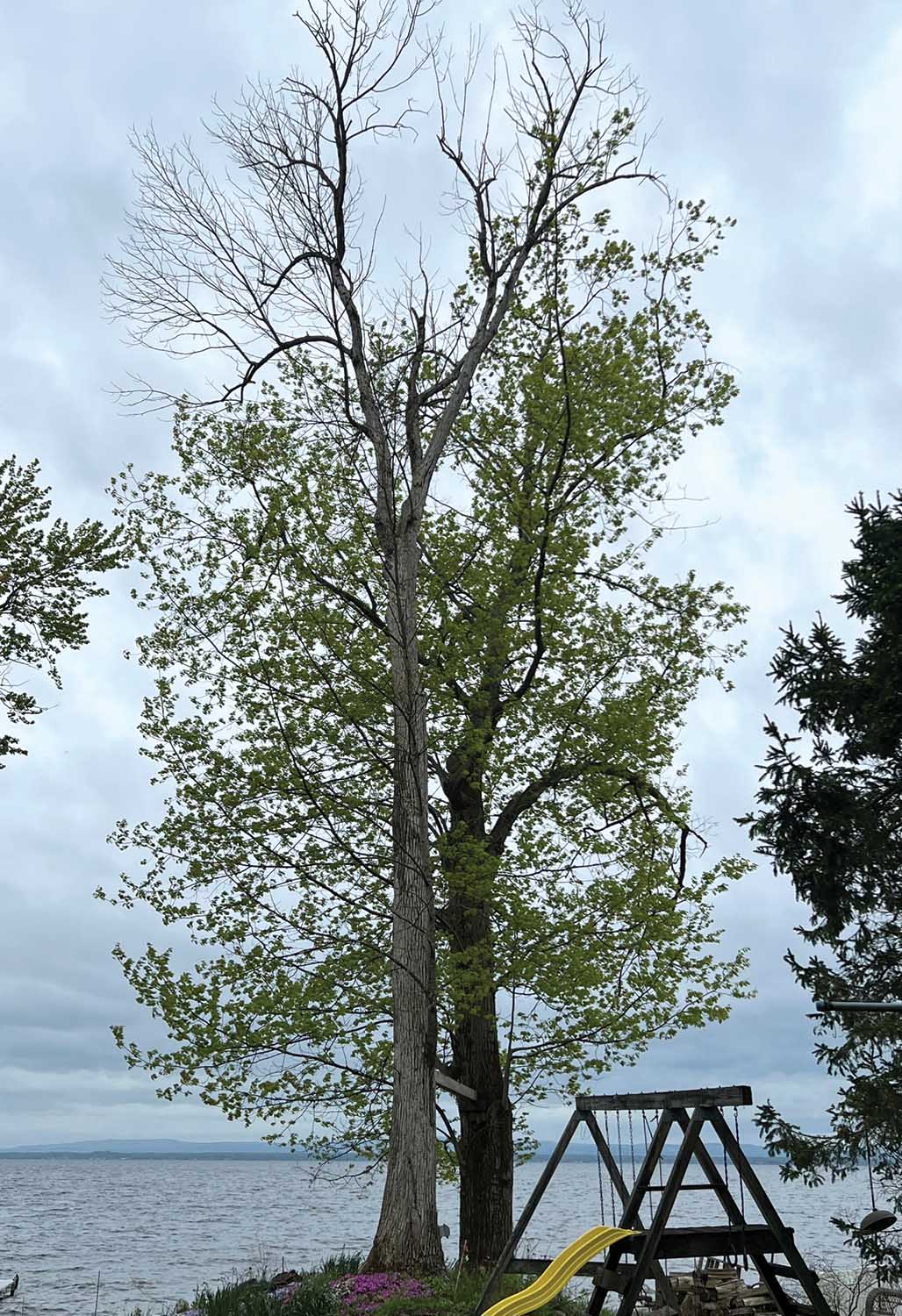 emerald ash tree
