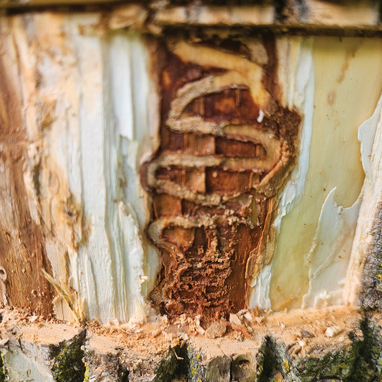 emerald ash tree