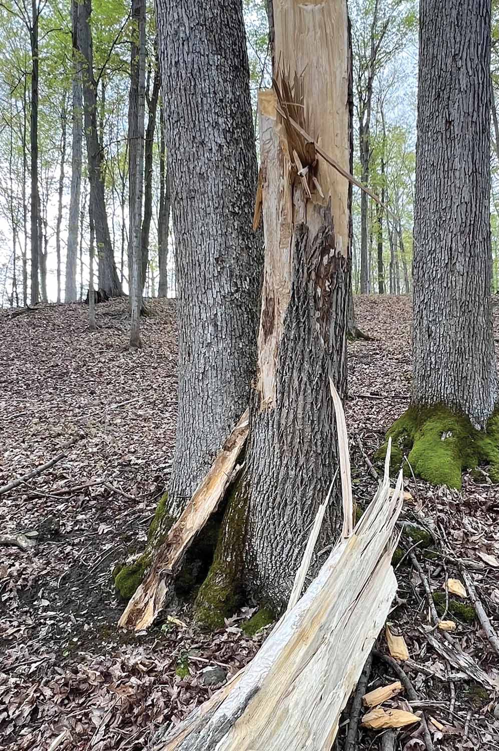 emerald ash tree