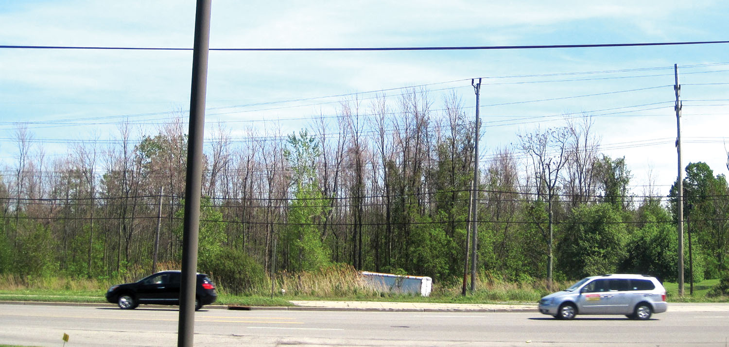 emerald ash tree