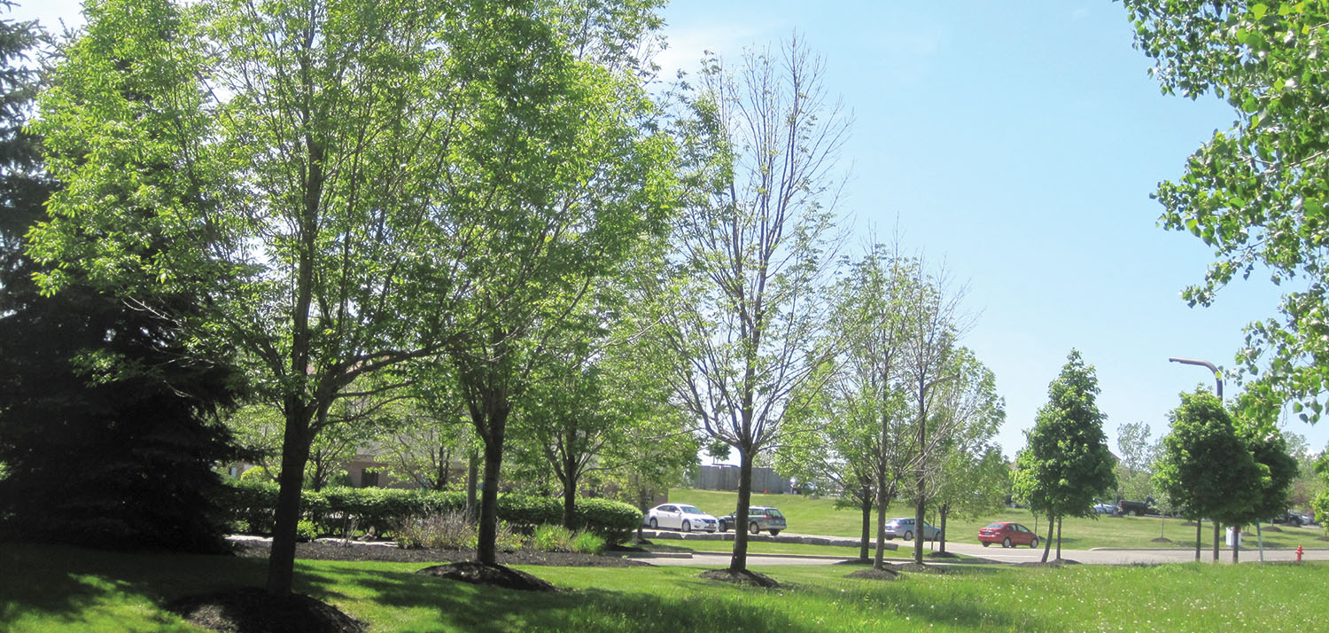 emerald ash tree