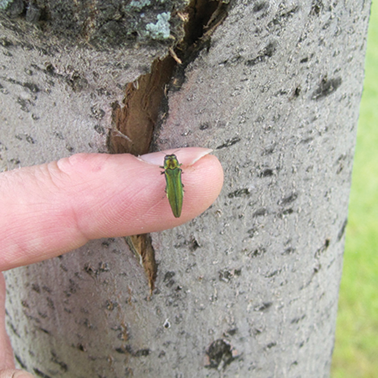 emerald ash tree