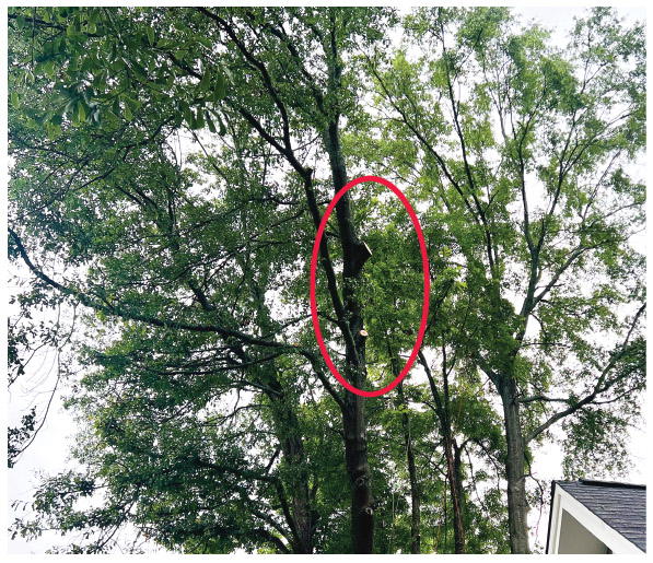 Insurance Pruning