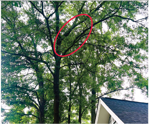 Insurance Pruning