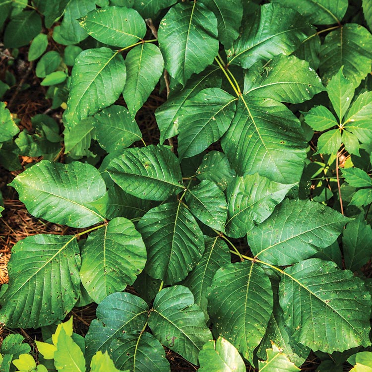 Poisonous Plants