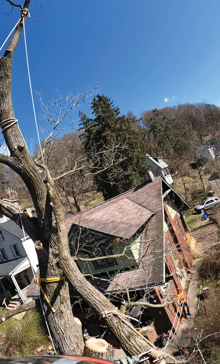 Rigging Trees
