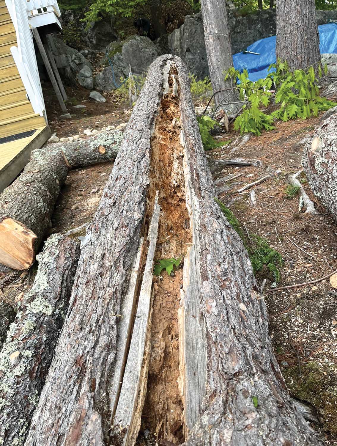 Rigging a Lightning-Struck Tree