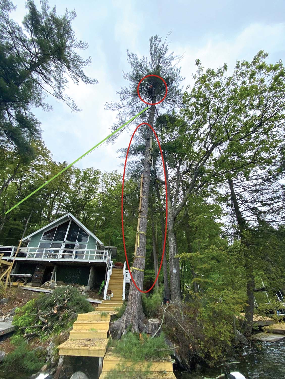 Rigging a Lightning-Struck Tree