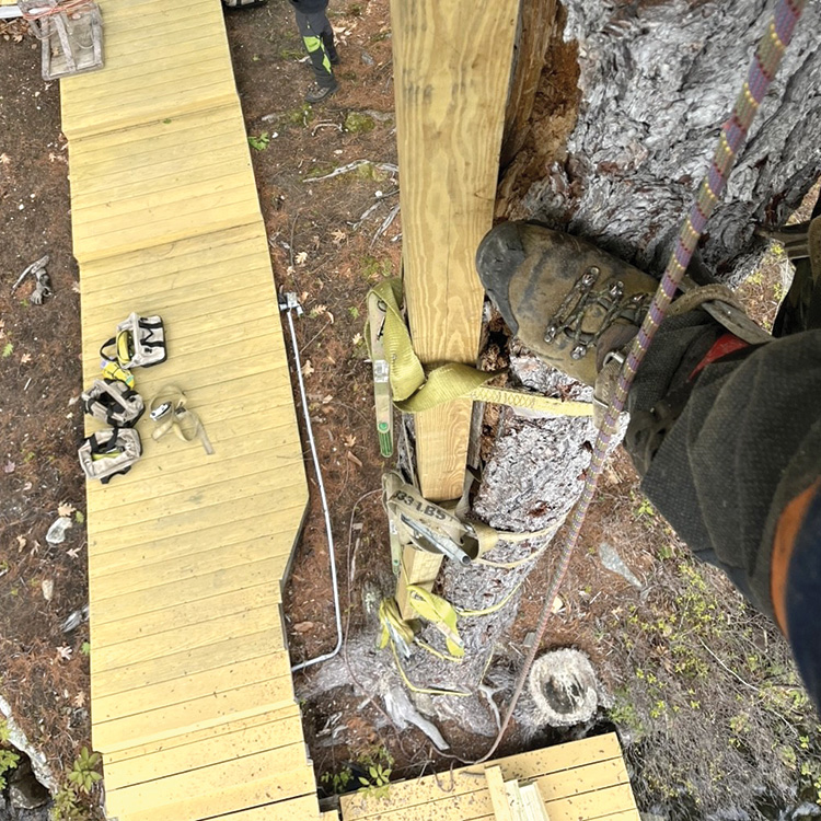 Rigging a Lightning-Struck Tree