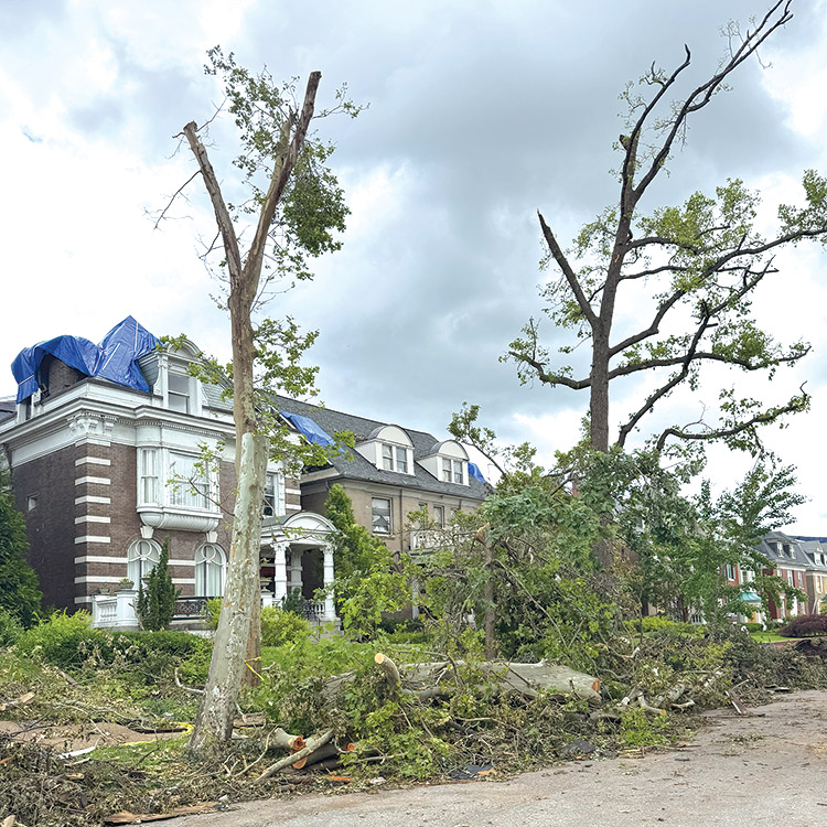 Storm Arborists Brotherhood