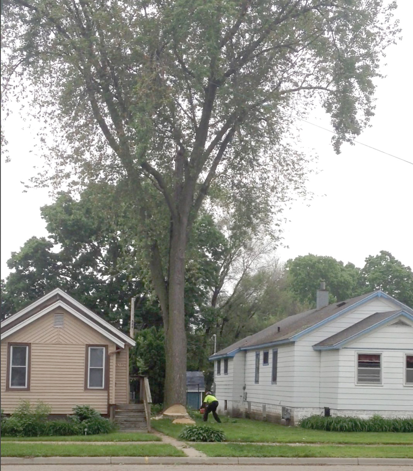 Subcontracted Tree Care
