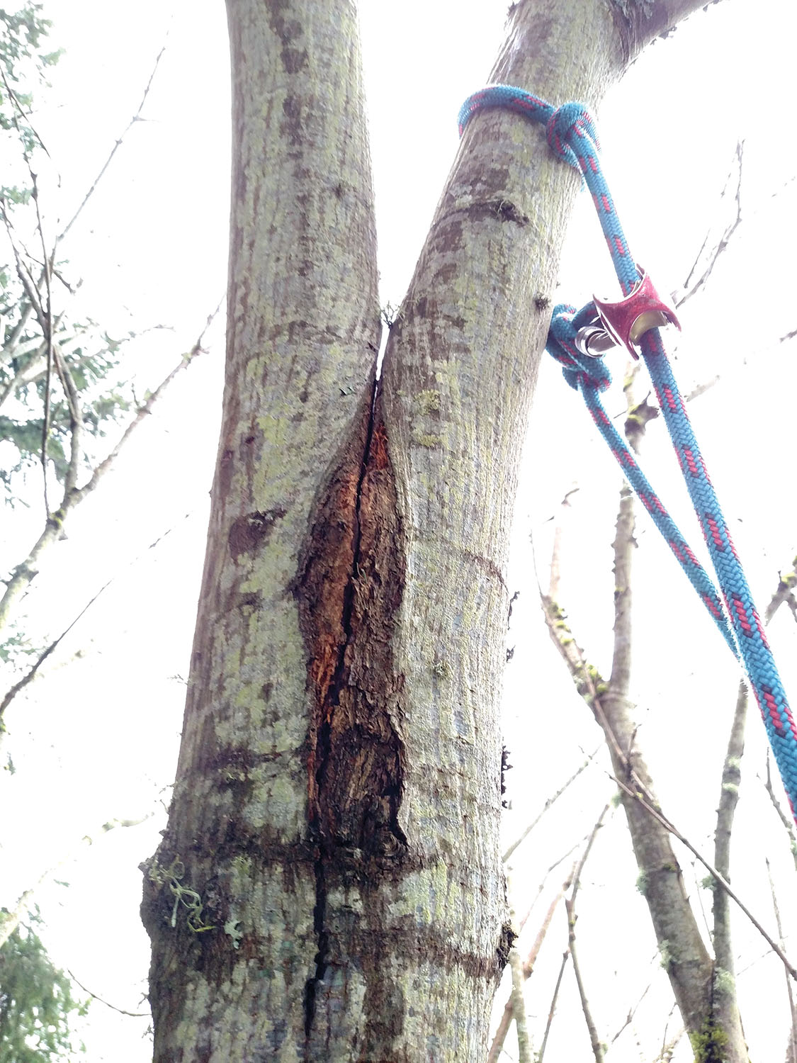 Tree Care Operations