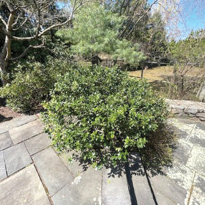 Hand Snipping as Opposed to Shearing