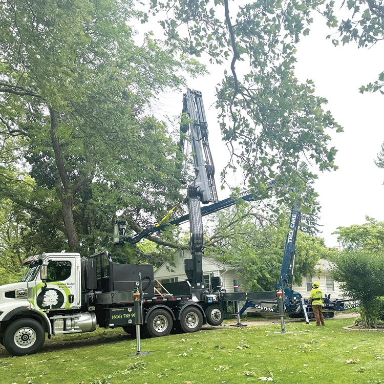 Insurance and Tree Care